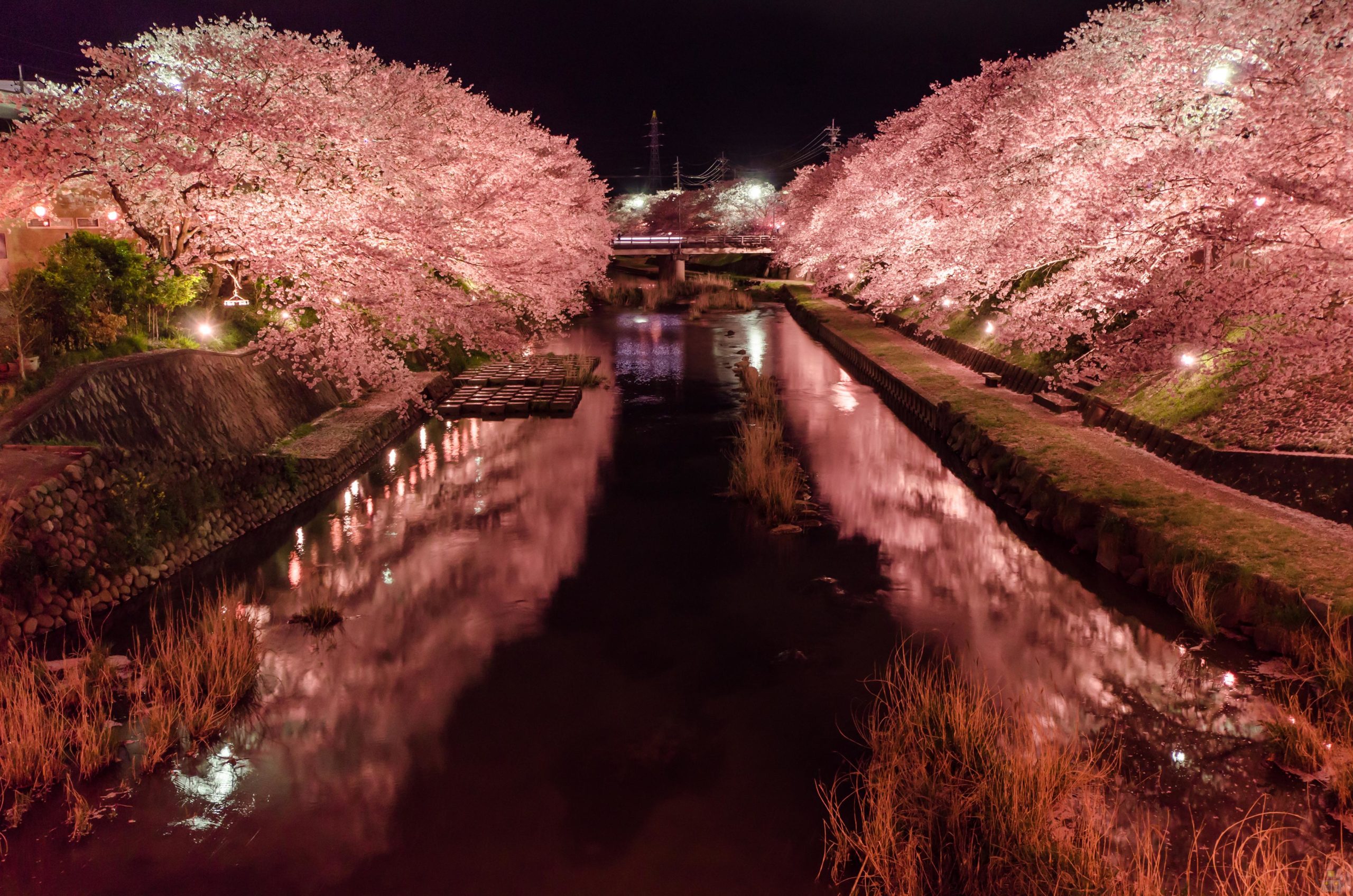 山口 令和2年3月15日桜の開花予定 お持ち帰り テイクアウト可能な山口県美祢市のレッドキングバーガー